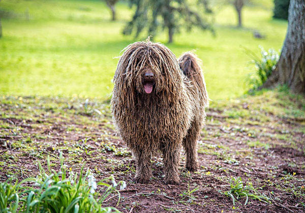 Tính cách và khả năng bảo vệ đỉnh cao của Chó Komondor
