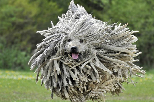 Hướng dẫn chăm sóc Chó Komondor