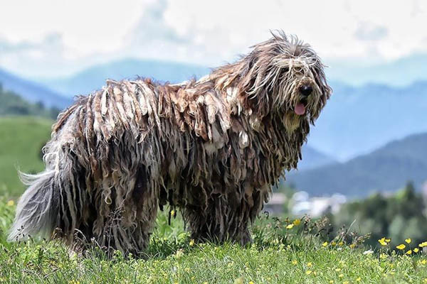 Quan niệm sai lầm phổ biến về giống Chó Komondor