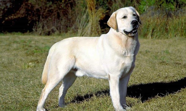 Giống chó Labrador là gì?