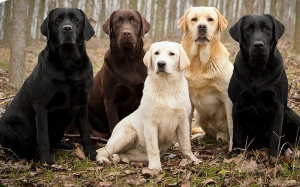 Nguồn gốc và lịch sử phát triển của chó Labrador