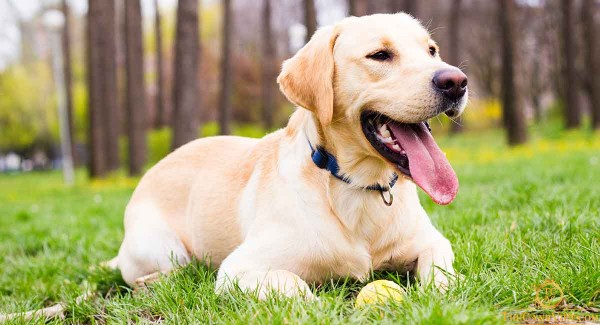 Đặc điểm nhận diện ngoại hình chó Labrador