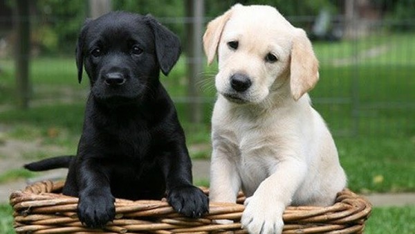 Tính cách và hành vi điển hình chó Labrador