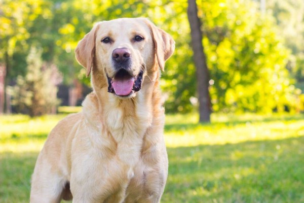 Sức khỏe và các bệnh lý chó Labrador phổ biến