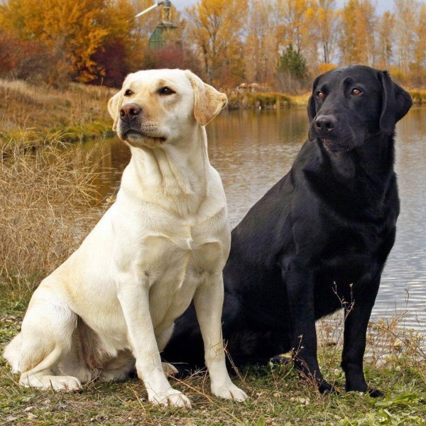 Công dụng của chó Labrador trong đời sống
