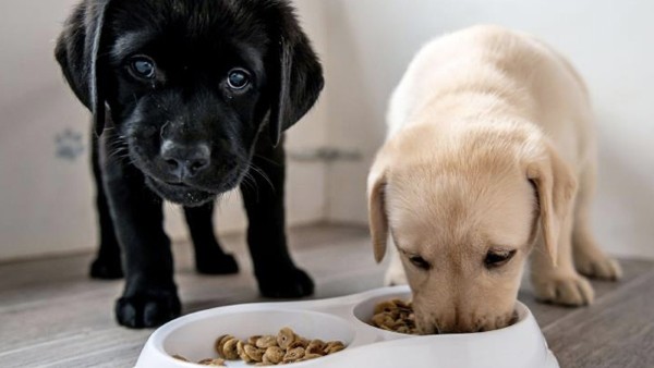 Dinh dưỡng và khẩu phần của chó Labrador theo giai đoạn