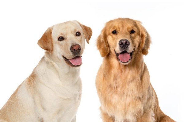 So sánh Labrador Anh và Labrador Mỹ