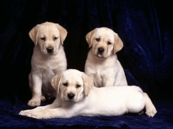 Tiêu chí chọn nơi mua chó Labrador uy tín