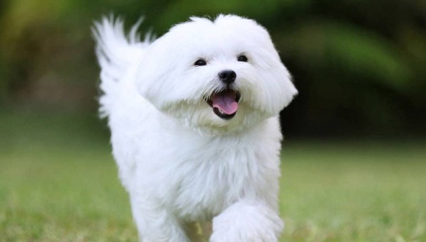 Cách phòng ngừa và chăm sóc sức khỏe chó Maltese