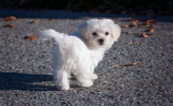 Chó Maltese phù hợp với đối tượng nuôi nào?