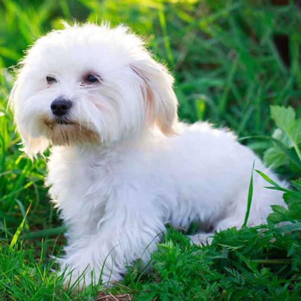 Có thể nuôi chó Maltese ở vùng nông thôn không?