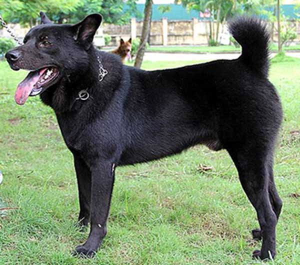Giá chó Mông Cộc trên thị trường