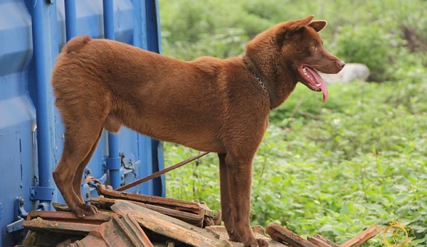 Chó Mông Cộc đóng vai trò quan trọng trong việc săn mồi