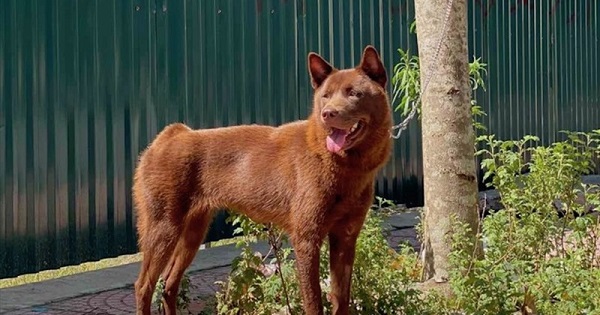 Chó Mông Cộc là một giống chó thông minh