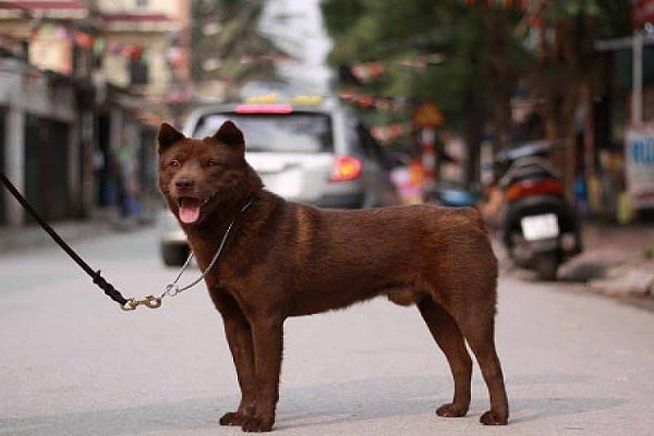Trong văn hóa H’Mông xưa, chó Mông Cộc được coi là "Thần khuyển giữ nhà"