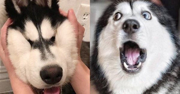 Đôi mắt xanh hoặc mắt hai màu cùng với bộ lông dày khiến Husky có những biểu cảm rất dễ gây cười