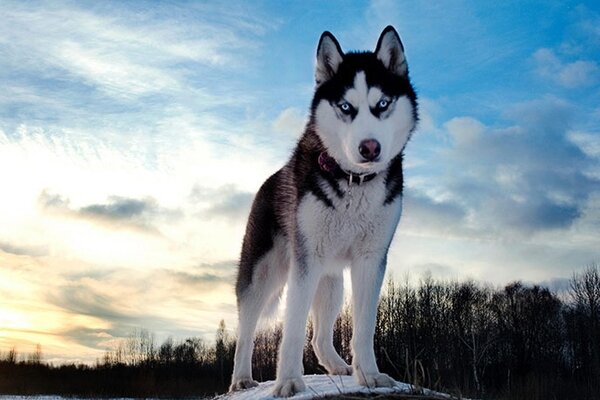 Husky có nguồn gốc từ vùng Siberia, Nga