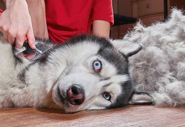 Đôi mắt của Husky cũng là một yếu tố quan trọng tạo nên "biểu cảm ngáo" đặc trưng