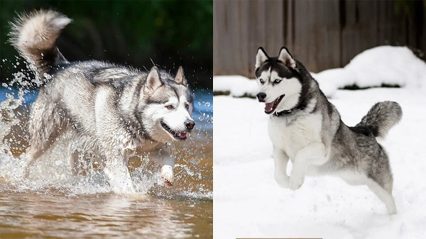 Husky có kích thước nhỏ hơn và nhanh nhẹn hơn Alaska Malamute