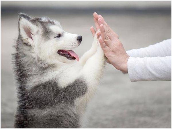 Husky là một giống chó tình cảm, thân thiện