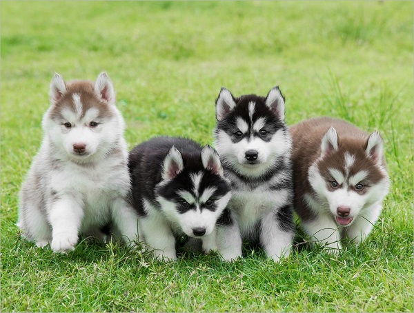 Chăm sóc chú chó ngáo Husky