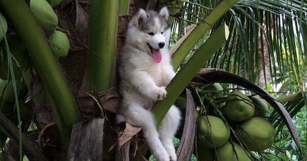 Chó Husky Sibir (chó ngáo)