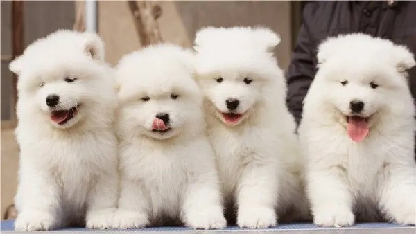 Nguồn gốc, đặc điểm, cách nuôi chó Samoyed