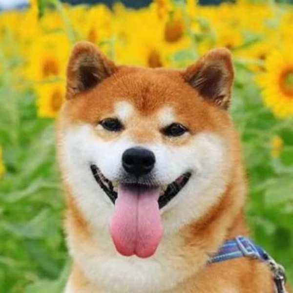 Nguồn gốc, đặc điểm, cách nuôi chó Shiba