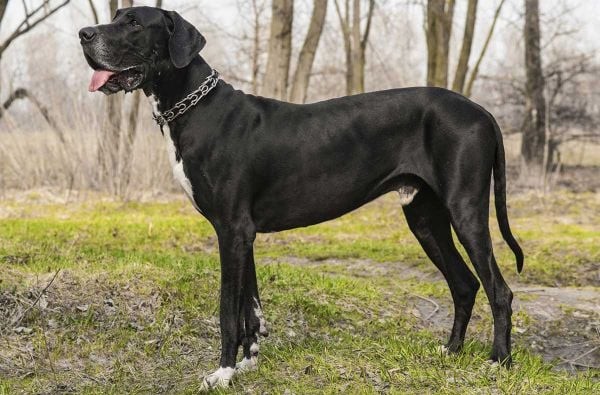 Nguồn gốc, giá bán, đặc điểm chó Great Dane