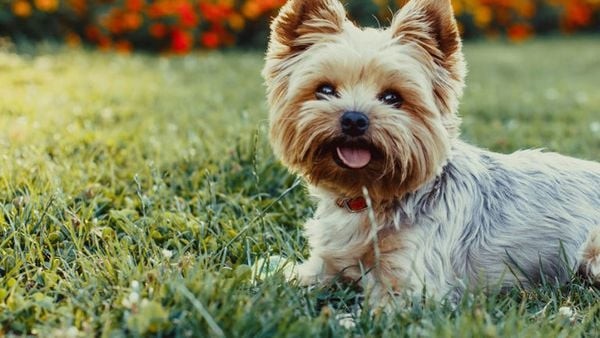 Nguồn gốc, đặc điểm, cách chăm sóc chó Yorkshire Terrier