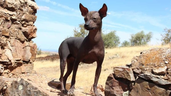 Nguồn gốc, đặc điểm, cách nuôi về chó Xoloitzcuintle