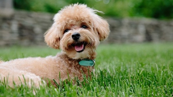 Nguồn gốc và lịch sử của chó Poodle