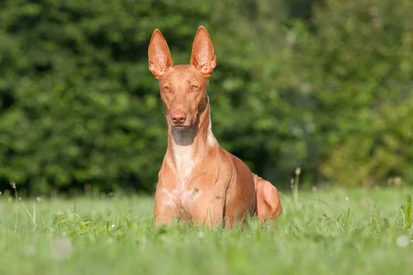 So sánh chó săn Pharaoh với các giống chó săn khác