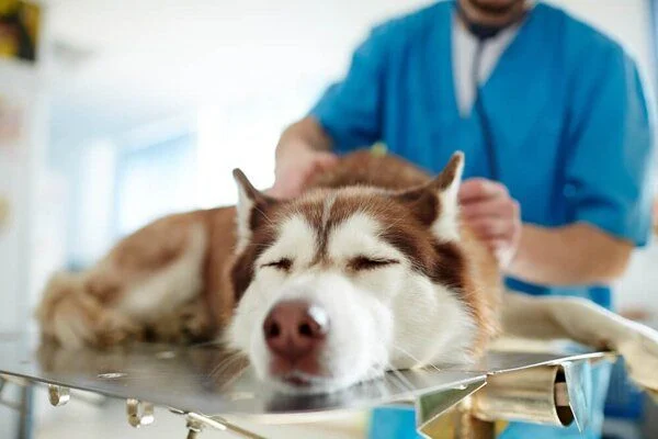 Chăm sóc chó sau điều trị chướng bụng