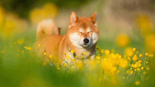 Tính cách và hành vi của chó Shiba