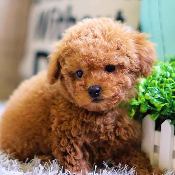Đặc điểm ngoại hình nổi bật của Poodle