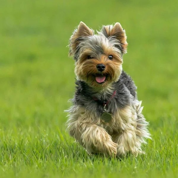 Cách chăm sóc chó Yorkshire Terrier