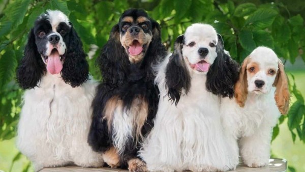 Đặc điểm nhận dạng chó Cocker