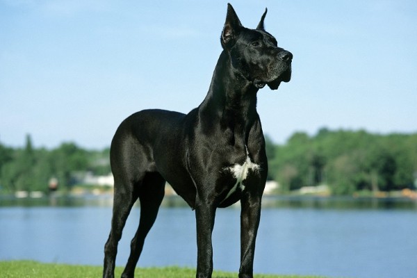Điều kiện sống và chăm sóc Great Dane