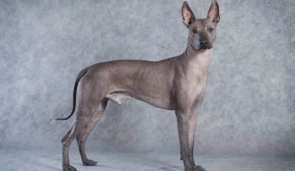 Tính cách và đặc điểm hành vi của chó Xoloitzcuintle
