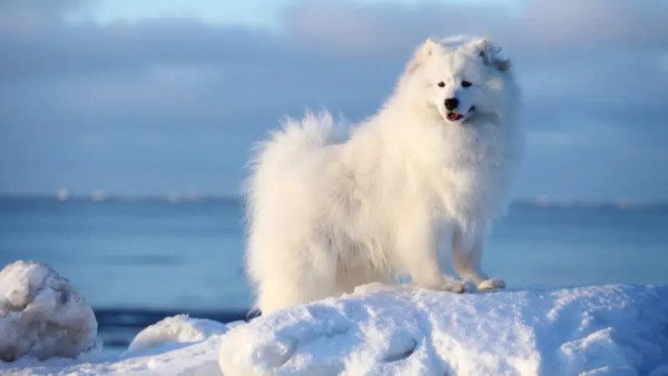 Chăm sóc sức khỏe và bộ lông cho Samoyed
