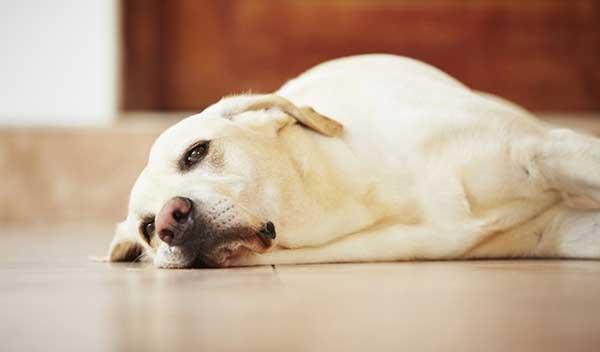 Điều trị chó bị chướng bụng tại nhà
