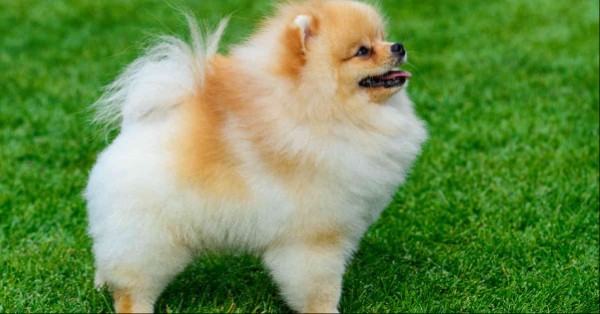 Huấn luyện chó Phốc Sóc
