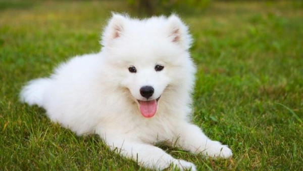 Huấn luyện chó Samoyed