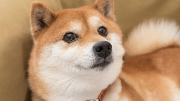 Giá bán và nơi mua chó Shiba Inu tại Việt Nam