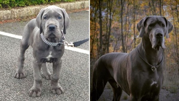 Kinh nghiệm nuôi và huấn luyện chó Great Dane tại Việt Nam