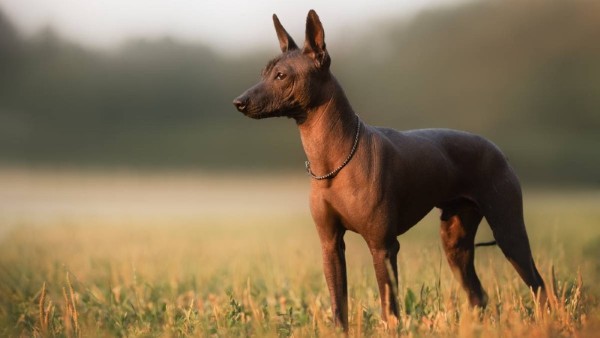 Quy trình mua bán & giá chó Xoloitzcuintle