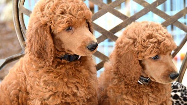 Huấn luyện và vận động