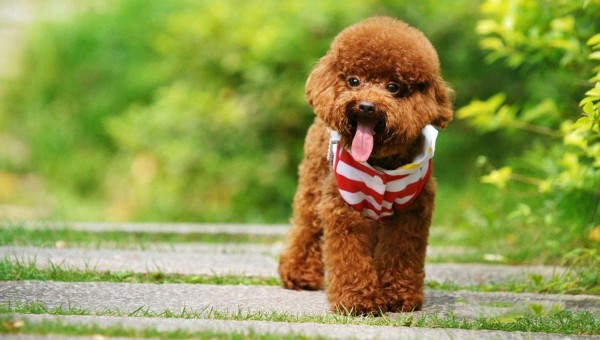 Trải nghiệm thực tế từ người nuôi Poodle