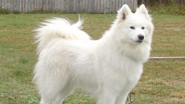Kinh nghiệm, địa chỉ mua và lựa chọn chó Samoyed